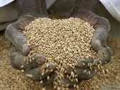 La fame nel mondo in calo del 30%, ma minaccia oltre 800 milioni di persone