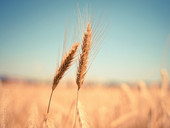 La guerra e il grano. Le terribili ripercussioni dell'aumento del prezzo del grano per i Paesi poveri