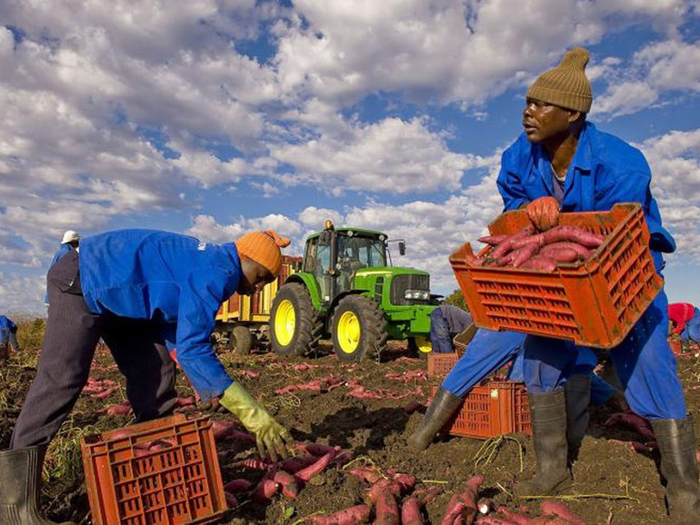 Lavoro, Inail: in agricoltura calano le denunce (-19,6%) e i morti (-25,2%)