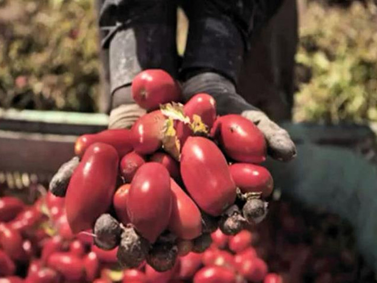Lavoro, Princes e Oxfam insieme contro lo sfruttamento nella filiera del pomodoro