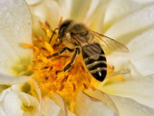 Le api a rischio estinzione. Se scomparissero le api non crescerebbe più gran parte del cibo che mangiamo ogni giorno