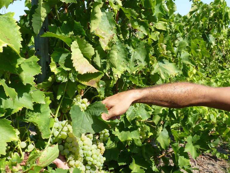 Le aziende Cia non useranno i voucher per la vendemmia e gli altri raccolti Le aziende Cia non useranno i voucher per la vendemmia e gli altri raccolti