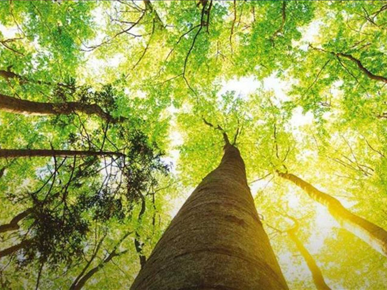 Le foreste continuano a diminuire: dal 1990 sono andati perduti 420 milioni di ettari