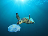 Le tartarughe marine scambiano i sacchetti di plastica per meduse