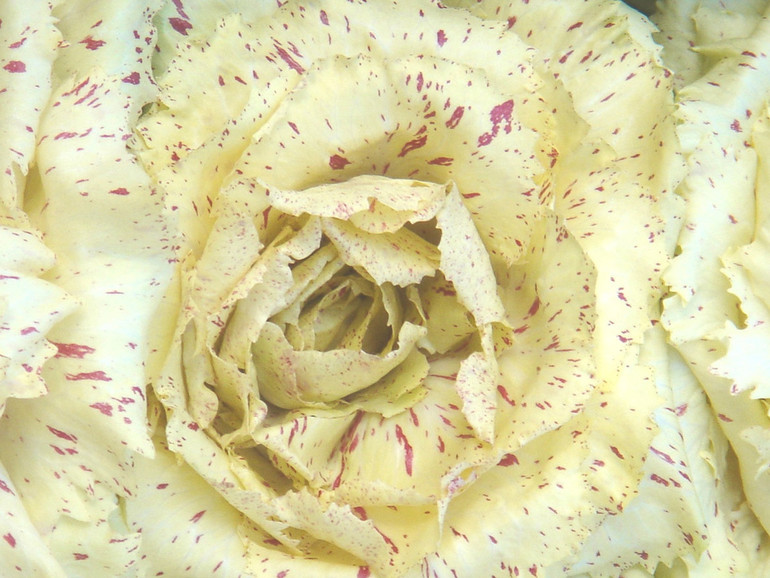 Bianco Fiore di Maserà