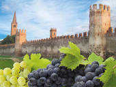 Merlara: viticoltura integrata nella Bassa Padovana