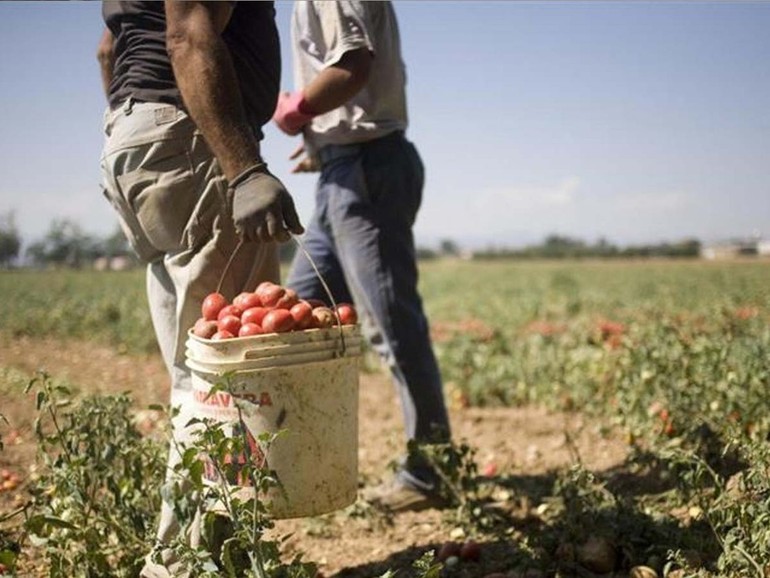 Migranti. Coldiretti: via libera a 82.705 lavoratori extra-Ue, la metà sono stagionali in agricoltura