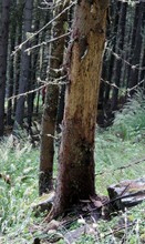 Monitoraggio dei danni del bostrico nei boschi colpiti da Vaia