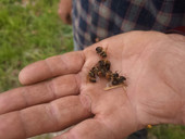 Montegrotto Terme. Insetticida spruzzato sulla colza causa la morìa di migliaia di api