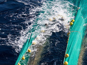 Pesca sostenibile in Adriatico. Veneto agricoltura ha presentato “Itaca” al Medac per la consulenza su pesca e ambiente in Europa