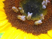 Pesticidi al bando per tutelare le api e l'alimentazione
