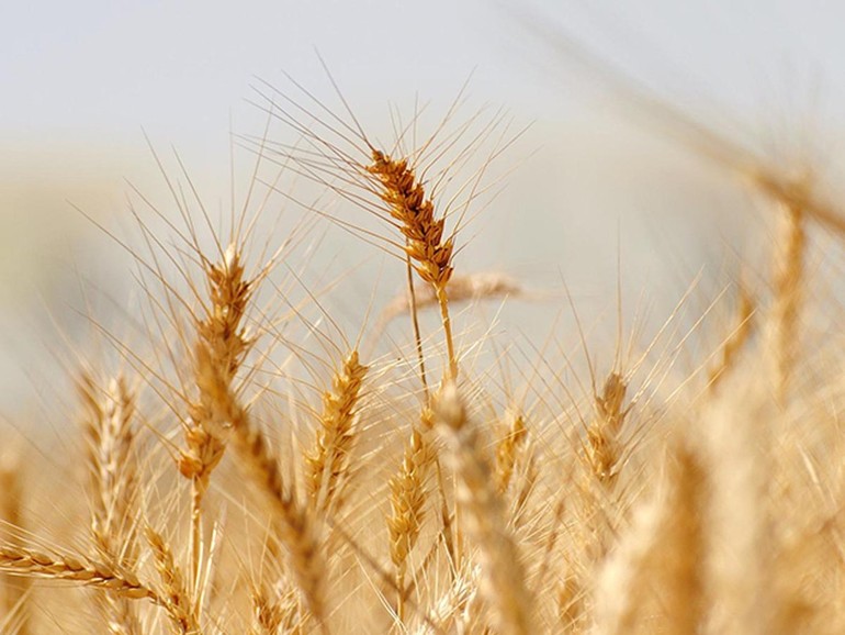 Povertà. Oxfam: ”Il grande inganno del grano ucraino: l’80% è andato ai Paesi più ricchi”