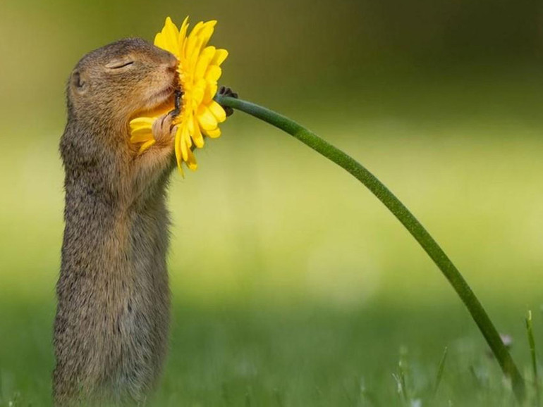 Prendiamoci il tempo per fermarci, in silenzio, di fronte alla Bellezza, come lo scoiattolino col fiore