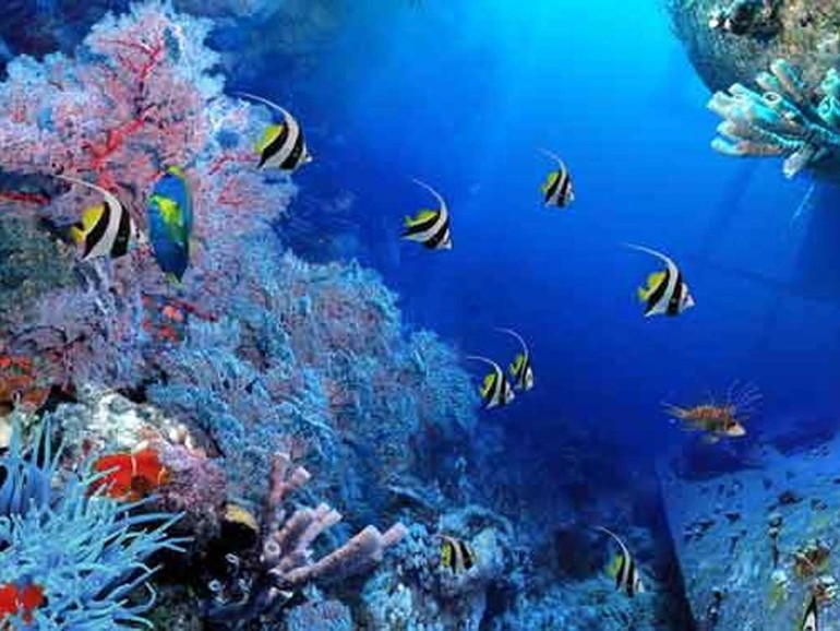Rumori subacquei. L'aumento di rumori marini di origine umana e gli effetti sulla fauna oceanica