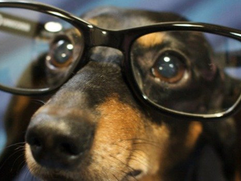 Saper contare. Il senso dei numeri negli animali Saper contare. Il senso dei numeri negli animali