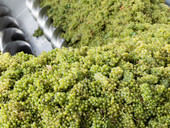Semaforo verde per la vendemmia
