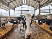 Sono tremila gli allevamenti da latte vaccino nel Veneto
