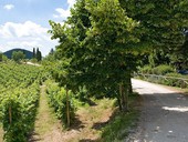 Strade del vino e dei prodotti tipici. La rete strategica in Veneto compie dieci anni