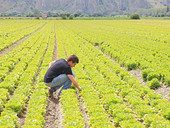 Tanti gli imprenditori agricoli sotto i 40 anni d'età, ma per loro occorre fare di più