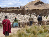 “Tessendo la solidarietà”: la rete tra alpaqueros andini e aziende italiane del lusso