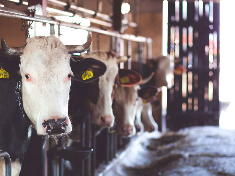 Tracciabilità carne bovina. Il Veneto approva il piano operativo 2019 