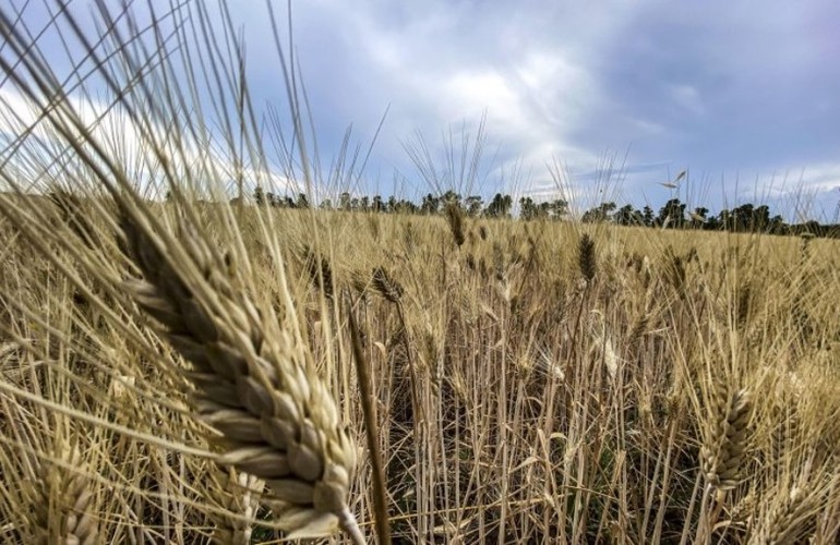 Ucraina: Putin e il ricatto del grano