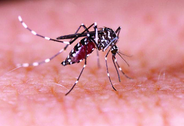 Ulss 6. A Padova due casi di febbre Dengue