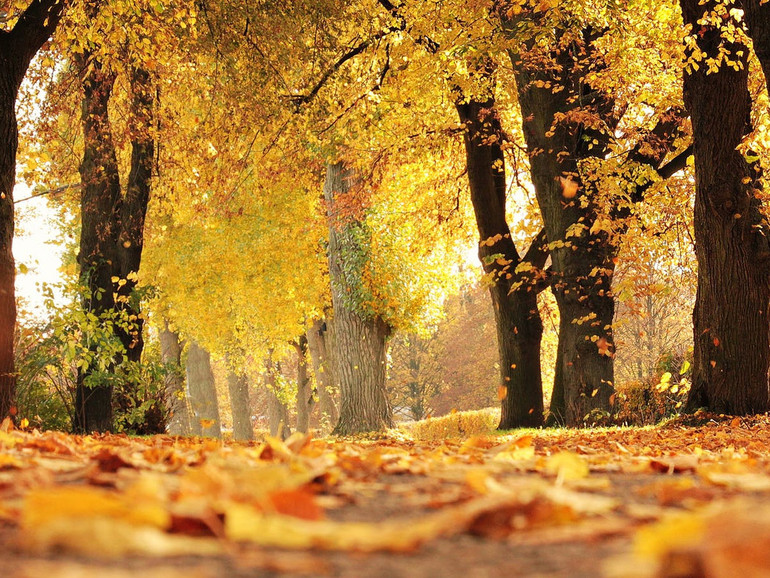 Un autunno sempre più tardo. Gli effetti del cambiamento climatico sulla colorazione delle foglie