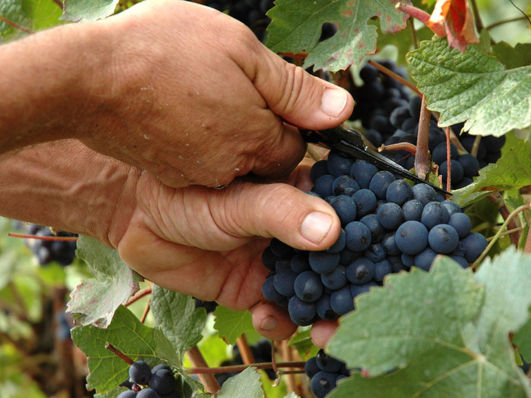 Vendemmia. Per le ultime previsioni si attende il "Trittico" di fine agosto