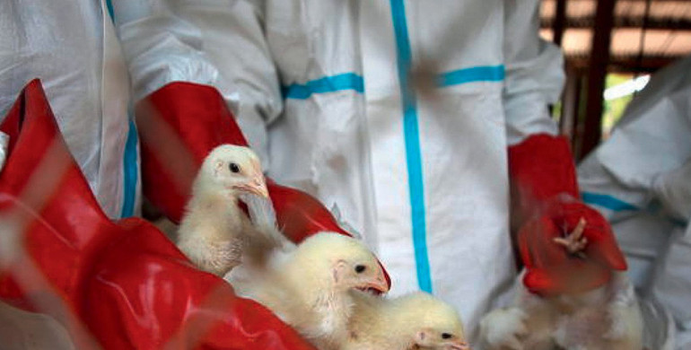 Veneto. Epidemia di aviaria: è pronto uno stanziamento da 57 milioni di euro