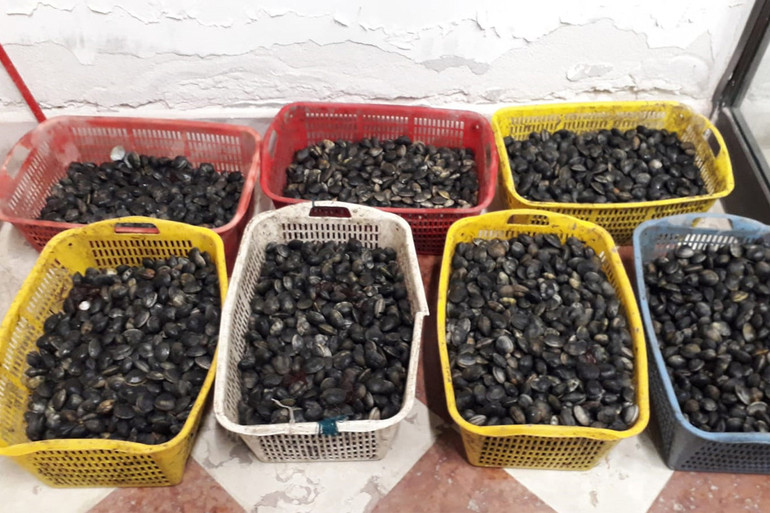 Vigilia di Capodanno. La Guardia di finanza di Venezia sequestra 260 kg di pesce di origine sconosciuta 