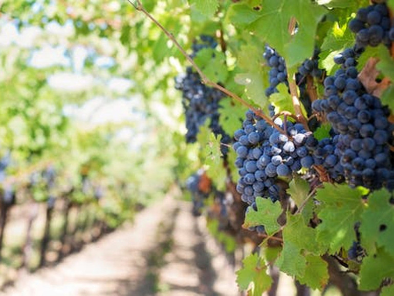 Vino, prezioso e buono. La vitivinicoltura italiana rappresenta ancora un settore fondamentale dell’agroalimentare