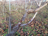 Vitivinicoltura. Conegliano. Giovedì 13 prima data del Trittico veneto