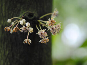 All’Orto botanico la mostra “Xilogenesi”