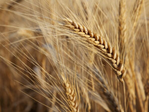 Riso e grano duro, crisi dalle origini comuni. Le due importanti coltivazioni dell’agricoltura italiana vivono momenti difficili a causa delle tensioni internazionali e delle politiche Ue