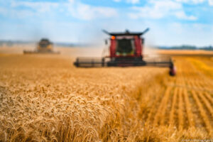 Materie prime agricole, prezzi in crescita da oltre un anno