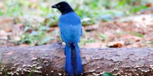 La cura del creato come scelta di giustizia e di comunità