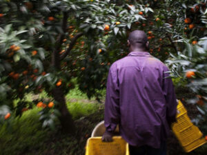Capolarato e sfruttamento lavorativo. Minacce che non vediamo