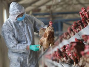 Settore avicolo in ginocchio. La lunga scia di morti dell’aviaria più letale di sempre