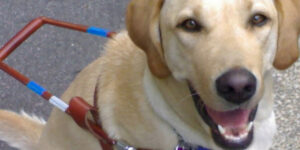 Padova-Selvazzano Dentro. Molto più di cani guida: l’autonomia grazie a loro