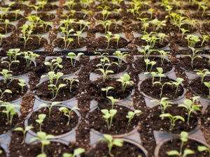 Bio in Veneto. Un orizzonte al momento lontano