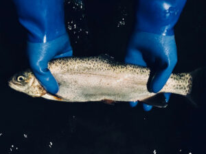 L’allevamento ittico che guarda anche all’ambiente