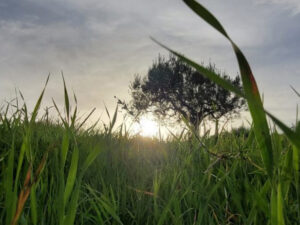 Abano Terme. Due nuovi polmoni verdi con nomi scelti dagli alunni