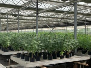 Canapa italiana, il ddl la affossa?