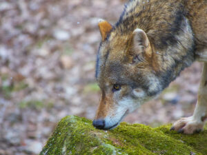 Il Parlamento Ue non salva il lupo