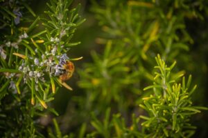 Cinema, miele e anime belle
