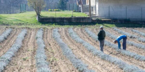 Intesa con il Mercosur, mondo agricolo diviso. Favorevoli i vitivinicoltori, contro i coltivatori diretti