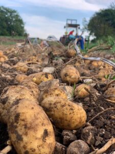La patata indispensabile: sull’Altopiano si semina presto e raccoglie tardi