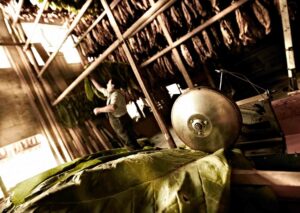 Da Campese agli Usa, il ritorno del sigaro veneto