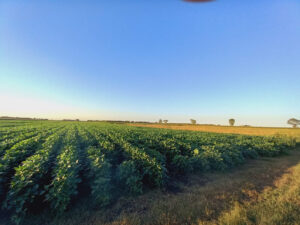 Il futuro passa dall’agricoltura olistica vera